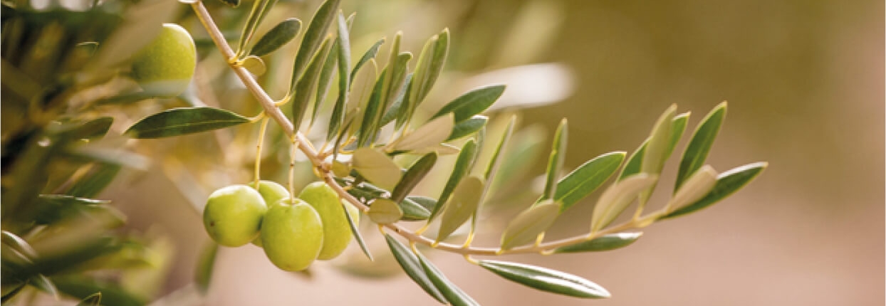 Recolección mecanizada